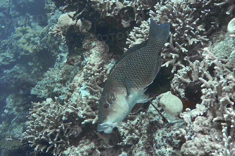 A black-eyed thicklip (Hemigymnus melapterus) swimming between dense coral structures, dive site Coral Garden, Menjangan, Bali, Indonesia