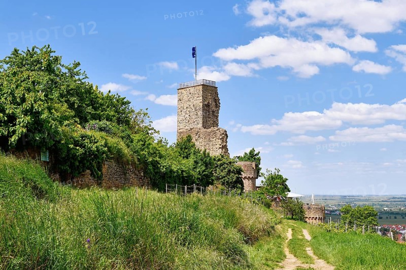 Spur castle ruin called Wachtenburg in Wachenheim city in Rhineland-Palatinate