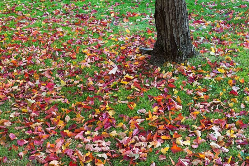 Acer tataricum 'Bergiana Flame' Amur Maple tree trunk and fallen leaves on green grass lawn in autumn, Quebec, Canada