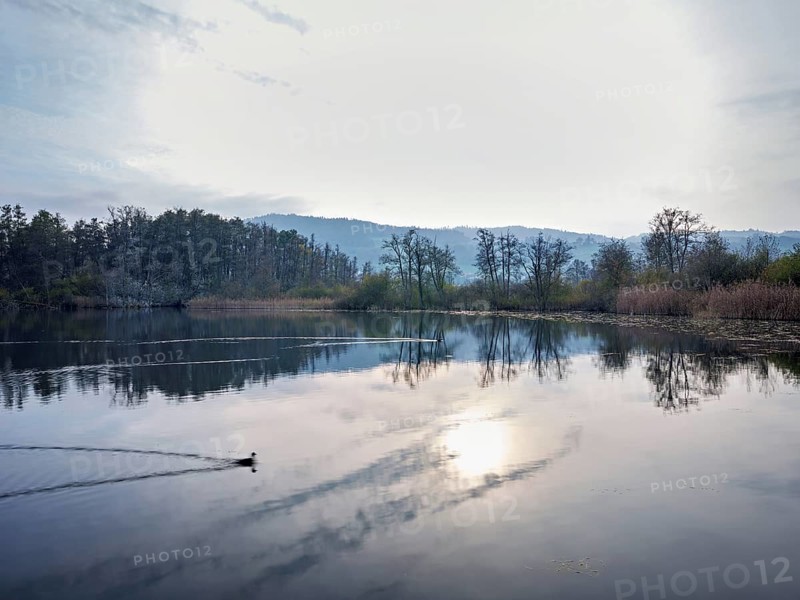 Evening atmosphere at Lake Hallwil, Seengen, Canton Aargau, Switzerland