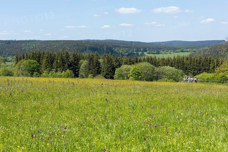 Klengelwiese on the Geisingberg in bloom, mountain meadow with rare plants, including orchids such as the Western marsh orchid (Dactylorhiza majalis), Altenberg, Osterzgebirge, Saxony, Germany