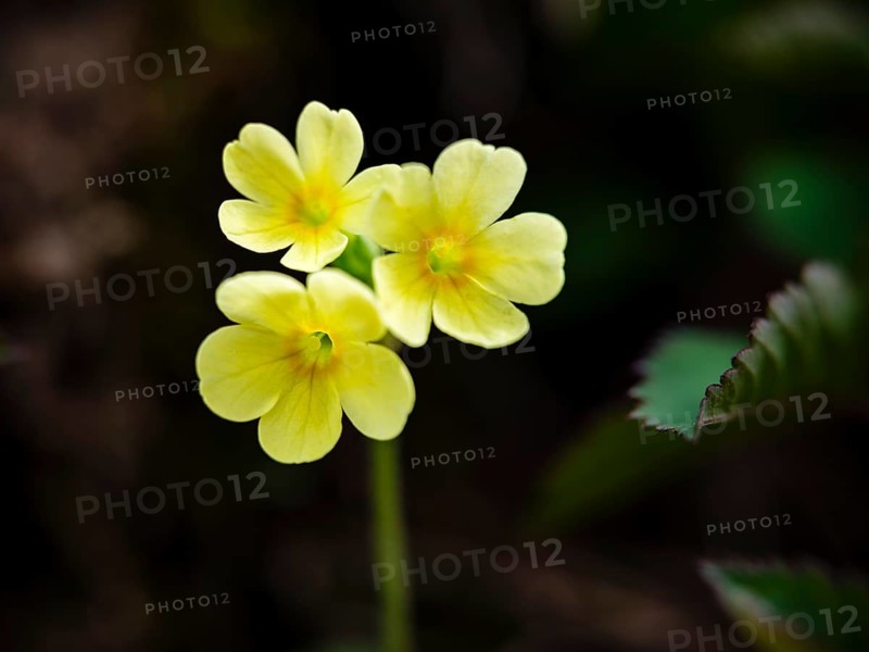 Cowslip (Primula elatior), Bischofswiesen, Berchtesgadener Land, Upper Bavaria, Bavaria, Germany