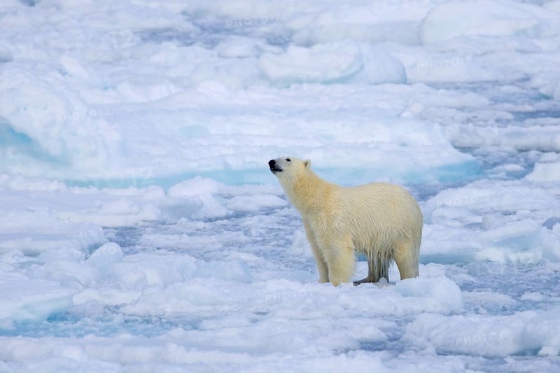 Lone polar bear (Ursus maritimus) hunting on pack ice, drift ice in the Arctic Ocean along the Svalbard coast, Spitsbergen, Norway