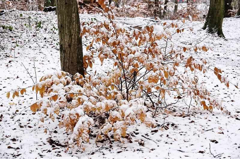 First snow, November, Germany
