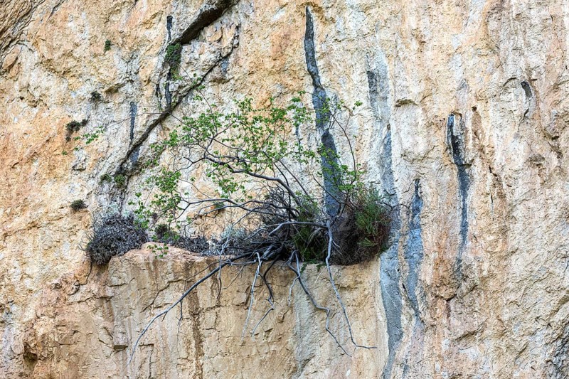 Vegetation growing on rock face, Trevans gorge, Gorges de Trévans, near Estoublon, Alpes-de-Haute-Provence, Provence, France