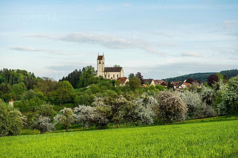 Flowering orchard meadow, Roggenbeuren church, Deggenhausertal, Lake Constance, Baden-Württemberg, Germany