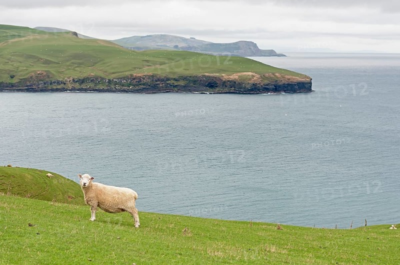 Sheep grazing at Otago Peninsula, Otago, South Island, New Zealand