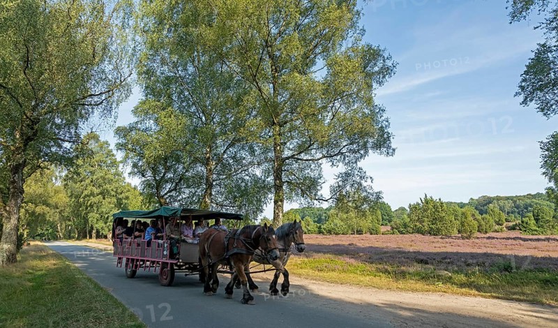 Heather blossom, horse-drawn carriage, trees, carriage ride near Wilsede, Bispingen, Lüneburg Heath, Lower Saxony, Germany
