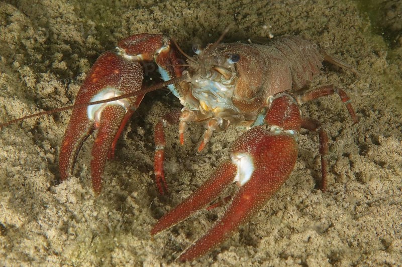 Crayfish with red claws, signal crayfish (Pacifastacus leniusculus), American crayfish, invasive species, moves on sandy ground, Terlinden dive site, Küsnacht, Lake Zurich, Canton Zurich, Switzerland