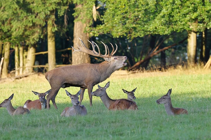 Red deer (Cervus elaphus) during the rutting season, capital stag in his herd with hinds roaring in a forest clearing, wildlife, Sauerland, North Rhine-Westphalia, Germany