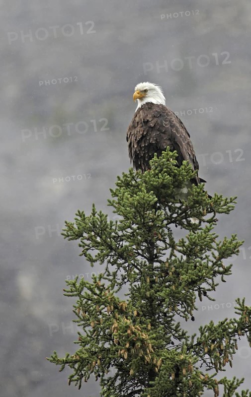 Bald Eagle (Haliaeetus leucocephalus) male, Saskatchewan, Canada