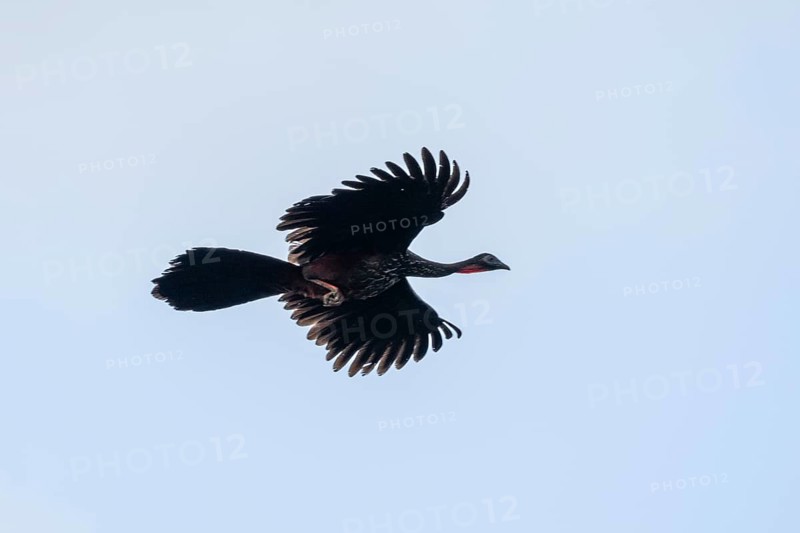 Crested guan (Penelope purpurascens) in flight against a white sky, Corcovado National Park, Osa, Puntarena Province, Costa Rica