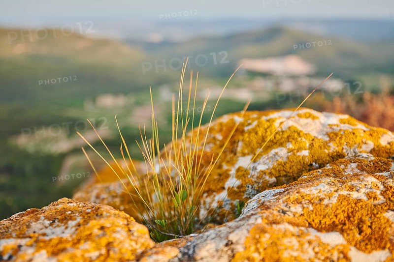 Sheep's fescue (Festuca ovina) growing at Mount "La Talaia del Montmell" at evening, Catalonia, Spain