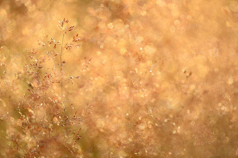 Wavy hair-grass (Deschampsia flexuosa), true grasses (Poaceae), Mengen, Baden-Württemberg, Germany