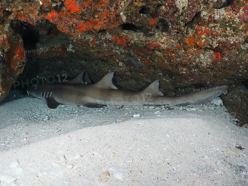 A Brownbanded bamboo shark (Chiloscyllium punctatum) resting under a rocky overhang in the sand, dive site Gamat Bay, Nusa Ceningan, Nusa Penida, Bali, Indonesia