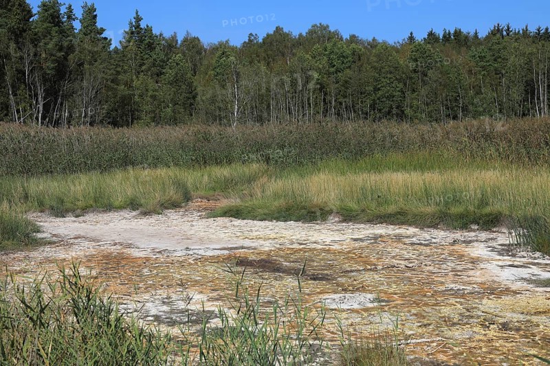 Mineralised water coming to the surface, deposits, formerly boiled down to salts in brewing huts, landscape in the Soos, moor, national nature reserve in the Eger basin near Franzensbad, Karlovy Vary region, Bohemia, Czech Republic, Czech Republic