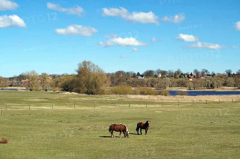 Two horses stand in a green meadow, surrounded by trees and a small village under a blue sky, Damnatz, Wendland, Lower Saxony, Germany
