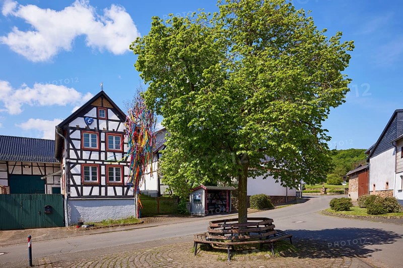 Half-timbered house and summer lime tree (Tilia platyphyllos) with benches and maypole in the Pesch district, Nettersheim, Eifel, Euskirchen district, North Rhine-Westphalia, Germany