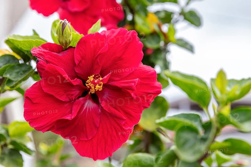 Hibiscus fragilis (Creole: mandrinette), San Cristobal, Galapagos, Ecuador