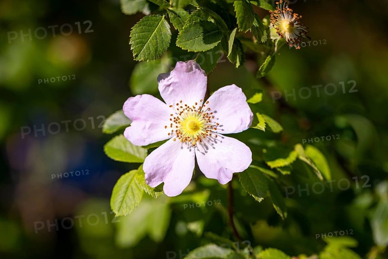 Close-up of a white flower of the dog rose (Rosa corymbifera), Ternitz, Lower Austria, Austria