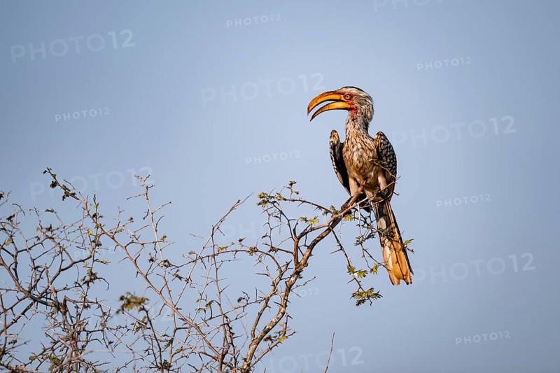 Red-ringed Hornbill (Tockus leucomelas) sitting on a branch against a blue sky, Kruger National Park, South Africa