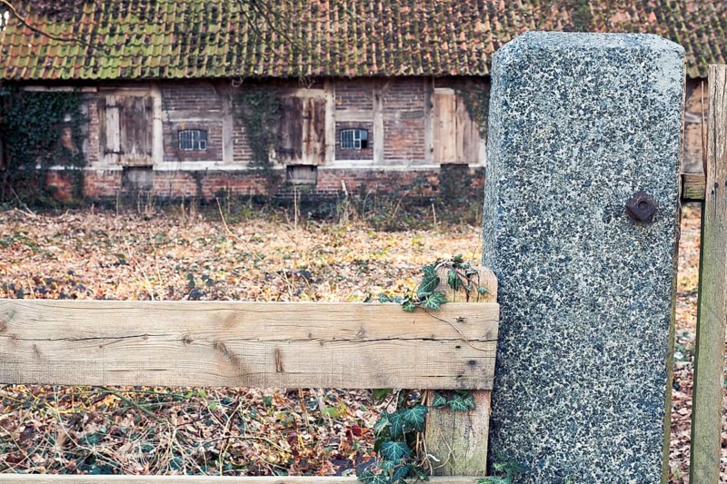 Ivy (Hedera helix) entwines itself around a wooden fence with an old farmhouse behind it, Otersen, Kirchlinteln, Verden, Aller Leine Valley, Lower Saxony, Germany