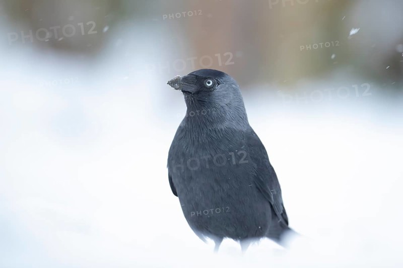 Jackdaw (Corvus monedula) adult bird in a snow covered garden in winter, England, United Kingdom