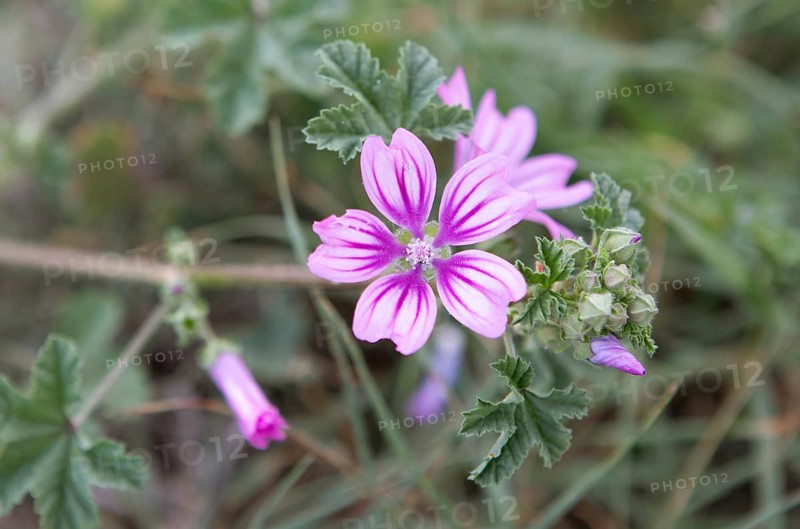 Corn mallow or Cretan hollyhock (Malva multiflora or Lavatera cretica) in the archaeological site of Mantineia, highlands of Arcadia, Peloponnese, Greece