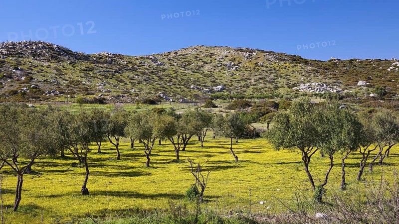 Green olive plantation in front of an overgrown ridge under a blue sky, Gadoura Reservoir, Gadouras, Reservoir, Rhodes, Dodecanese, Greek Islands, Greece