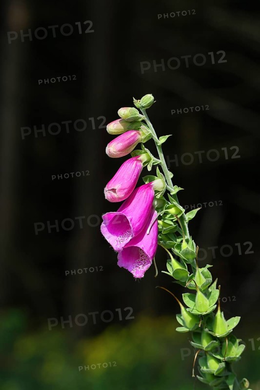 Common foxglove (Digitalis purpurea), flowers against a dark background, from the plantain family, highly toxic, deadly poisonous plant, Wilnsdorf, North Rhine-Westphalia, Germany