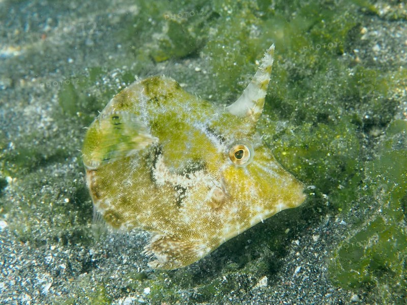 Well camouflaged fish, seagrass filefish (Acreichthys tomentosus), on the sandy seabed in green surroundings, dive site Secret Bay, Gilimanuk, Bali, Indonesia