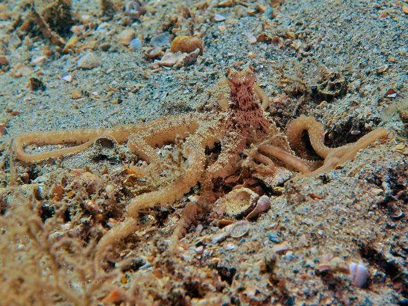 Atlantic longarm octopus (Macrotritopus defilippi), octopus, camouflaging itself on the seabed, surrounded by seagrass and sand, dive site Blue Heron Bridge, Phil Foster Park, Riviera Beach, Florida, USA