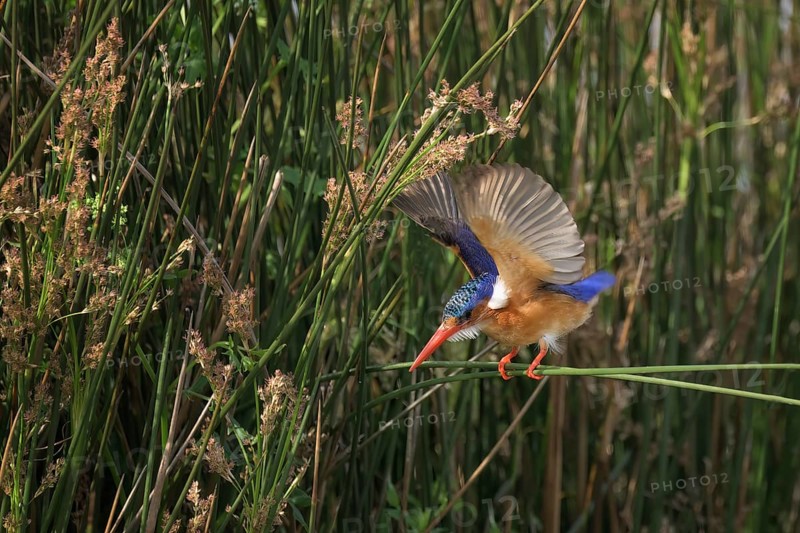 Malachite Kingfisher (Alcedo Vintsioides) on a branch with open wings, Kwazulu Natal Province, South Africa