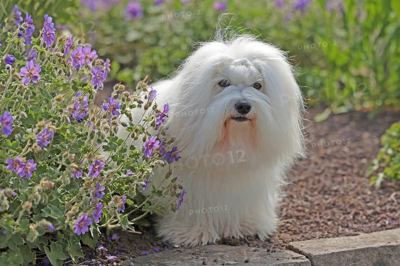 Coton de Tulear, cotton dog