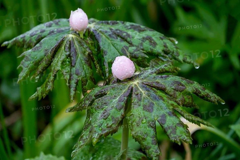 Himalayan May Apple (Sinopodophyllum hexandrum), also called Himalayan Footleaf, Raindrop, Netherlands