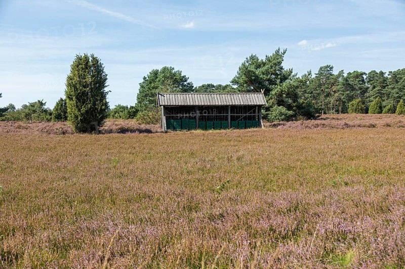 Heather blossom, beehive, juniper (Juniperus communis), near Wilsede, Bispingen, Lüneburg Heath, Lower Saxony, Germany