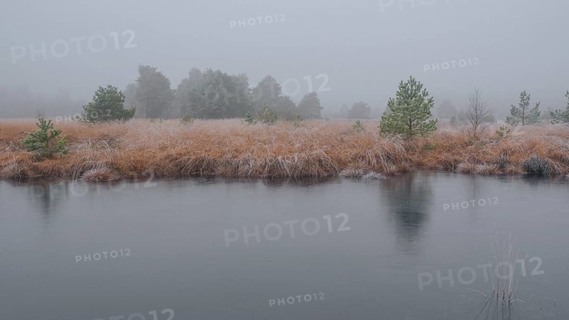 View of a frozen pond in the moor with hoarfrost frozen vegetation, landscape photo, nature photo, flora, fauna, landscape format, fog, trees, grasses, forest area, winter, snow, ice, frost, cold, season, cosy, Nienburg, Lower Saxony, Germany