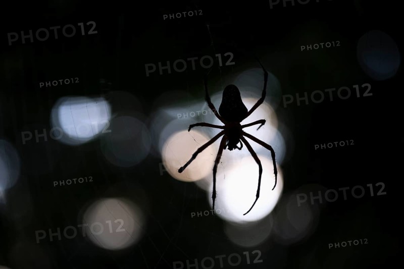 Creepy night shot, Golden silk spider (Trichonephila clavipes) spider web, Tortuguero National Park, Costa Rica