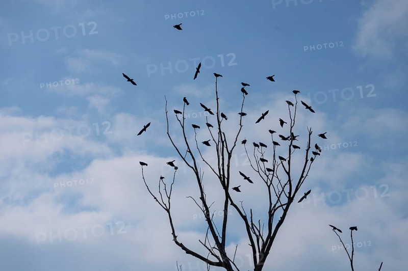 Raven crows (Corvus corone) sitting on a bare treetop, Bavaria, Germany