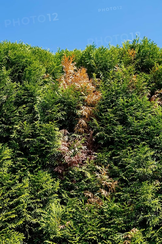 Thujas (Thuja), disease on thuja hedge, brown spots in rich green colour, arborvitae, evergreen hedge plants, scale-like leaves, pests, garden, Germany