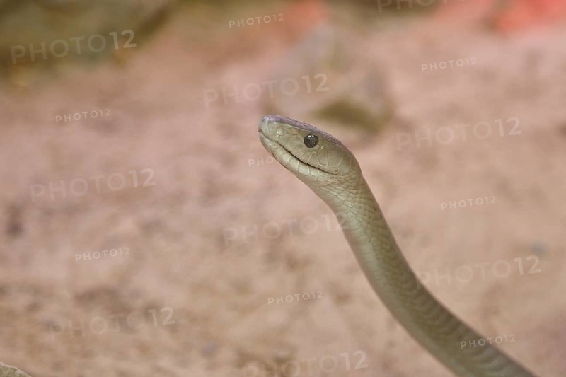 Black mamba (Dendroaspis polylepis), animal portrait, captive, venomous snake, occurrence in Africa, Terrazoo, North Rhine-Westphalia, Germany