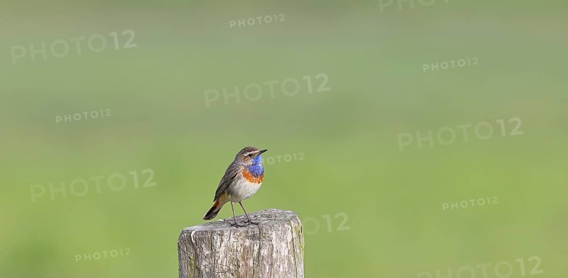 Bluethroat (Luscinia svecica cyanecula), male, on a pasture fence post, wildlife, Lembruch, Ochsen Moor, Dümmer nature park Park, Lower Saxony, Germany