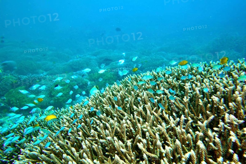 Diverse coral landscape with swimming fish, Chromis cyanea (Chromis viridis), in the open sea, dive site SD, Nusa Ceningan, Nusa Penida, Bali, Indonesia