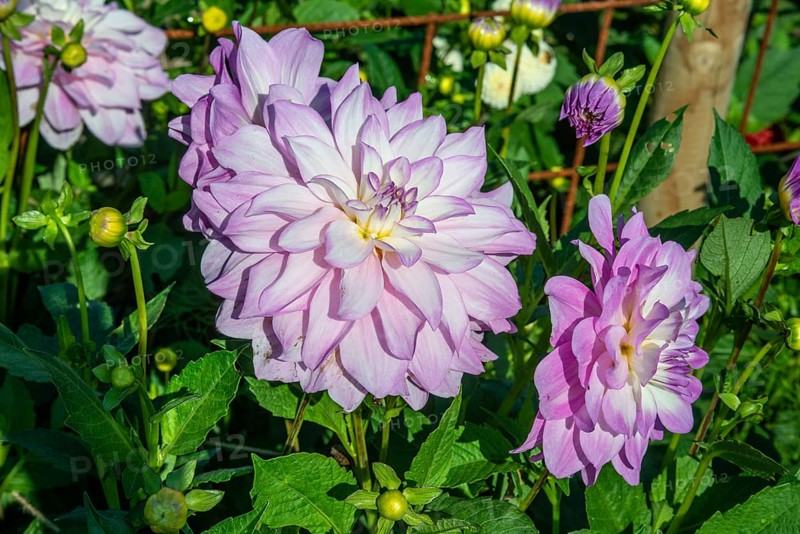Flowering Dahlias (Dahlia), variety Hy Patty in the Dahlia Farm in Löderup, Ystad municipality, Skåne County, Sweden, Scandinavia