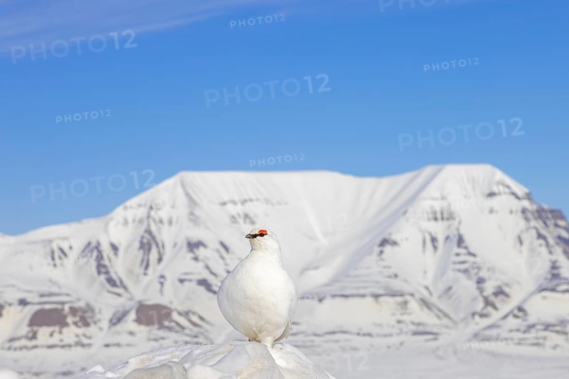 Rock ptarmigan (Lagopus muta) in white winter plumage with red eyebrows in breeding season in snow covered mountains in spring, Svalbard, Spitsbergen