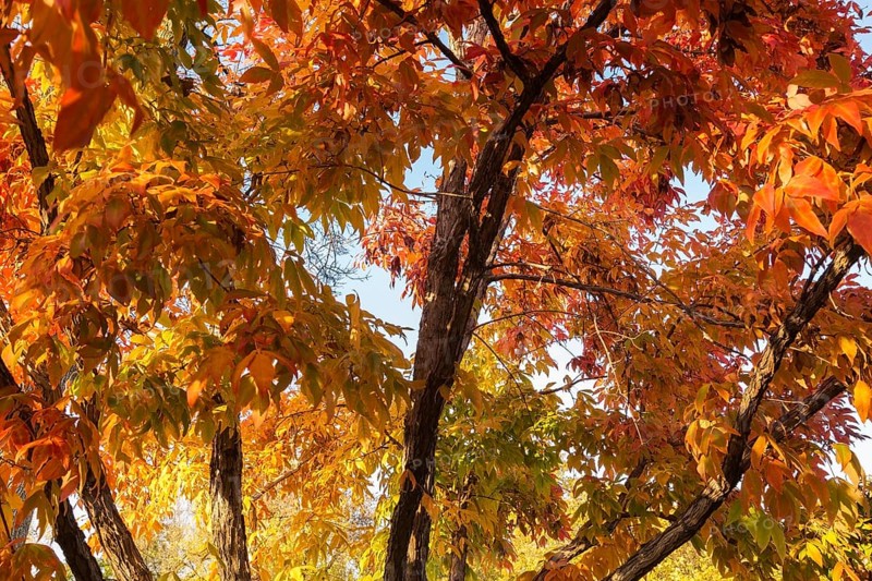 Acer triflorum - Threeflower Maple tree branches with leaves changed to brilliant orange in autumn, Quebec, Canada
