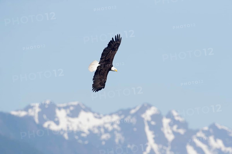 Bald Eagle (Haliaeetus leucocephalus) flying, Washington, USA