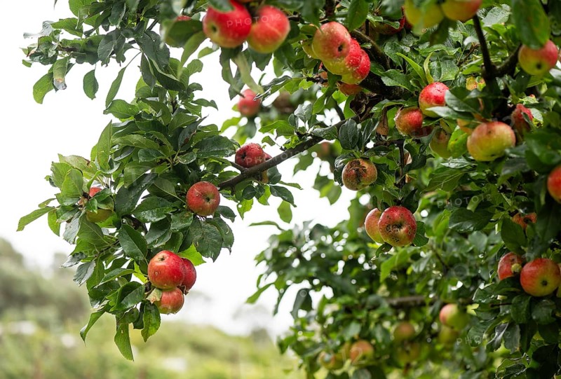 Apples on a tree, fruit and vegetable garden, Inverewe Gardens, Poolewe, Loch Ewe, Highlands, Highlands, Scotland, Great Britain
