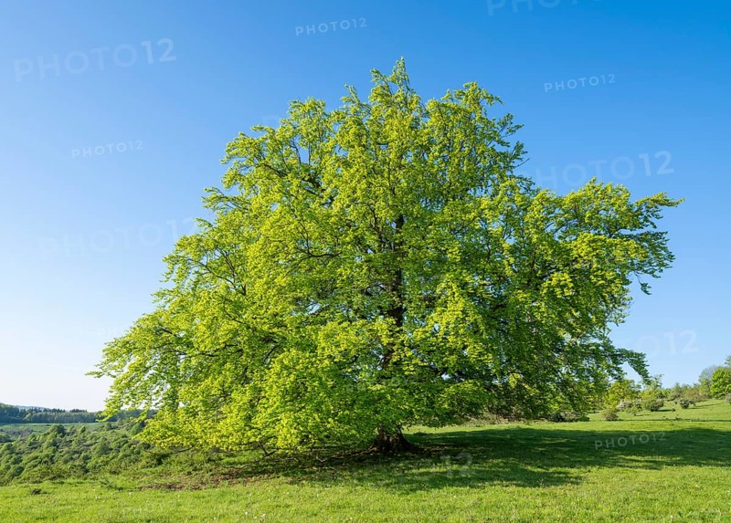European beech (Fagus sylvatica), solitary in spring, fresh green leaves, blue sky, Thuringia, Germany