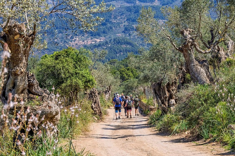 Group of hikers walking on a dirt road in an olive grove a sunny summer day, Mallorca, Spain